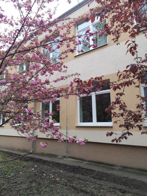 Általános Iskola, Lajoskomárom